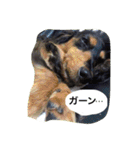 ミニチュアダックス ちょこの日常（個別スタンプ：18）
