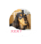 ミニチュアダックス ちょこの日常（個別スタンプ：20）