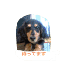 ミニチュアダックス ちょこの日常（個別スタンプ：21）