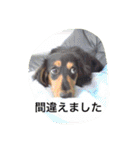 ミニチュアダックス ちょこの日常（個別スタンプ：23）
