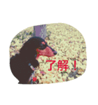 ミニチュアダックス ちょこの日常（個別スタンプ：25）