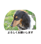 ミニチュアダックス ちょこの日常（個別スタンプ：27）