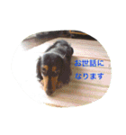 ミニチュアダックス ちょこの日常（個別スタンプ：29）