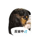ミニチュアダックス ちょこの日常（個別スタンプ：30）