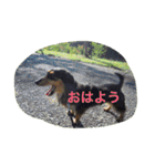 ミニチュアダックス ちょこの日常（個別スタンプ：31）