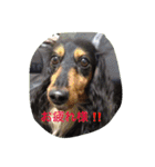 ミニチュアダックス ちょこの日常（個別スタンプ：32）