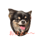 日常使えるワン（個別スタンプ：2）