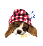 日常使えるワン（個別スタンプ：4）