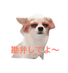 日常使えるワン（個別スタンプ：8）