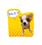 日常使えるワン（個別スタンプ：10）