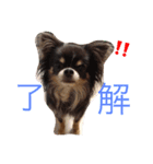 日常使えるワン（個別スタンプ：14）