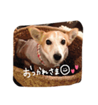ずくたんすたんぷ（個別スタンプ：16）