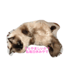 ねこやろ…（個別スタンプ：4）