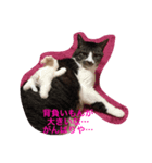 ねこやろ…（個別スタンプ：7）