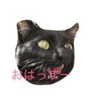 黒い猫が来た！（個別スタンプ：1）
