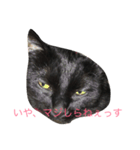 黒い猫が来た！（個別スタンプ：2）