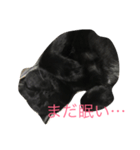 黒い猫が来た！（個別スタンプ：3）