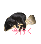 黒い猫が来た！（個別スタンプ：4）
