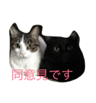 黒い猫が来た！（個別スタンプ：5）