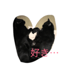 黒い猫が来た！（個別スタンプ：6）
