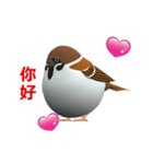 (In Chinene) CG Sparrow (2)（個別スタンプ：2）