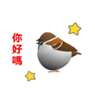 (In Chinene) CG Sparrow (2)（個別スタンプ：5）