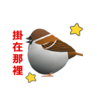 (In Chinene) CG Sparrow (2)（個別スタンプ：7）