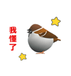(In Chinene) CG Sparrow (2)（個別スタンプ：11）