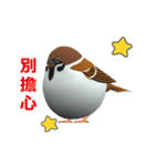 (In Chinene) CG Sparrow (2)（個別スタンプ：14）