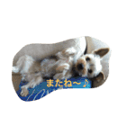 我が家のヨーキースタンプ（個別スタンプ：9）