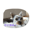 我が家のヨーキースタンプ（個別スタンプ：15）