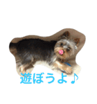 我が家のヨーキースタンプ（個別スタンプ：16）