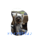 我が家のヨーキースタンプ（個別スタンプ：17）