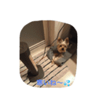 我が家のヨーキースタンプ（個別スタンプ：21）