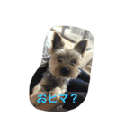 我が家のヨーキースタンプ（個別スタンプ：22）