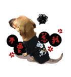 blackface dog（個別スタンプ：7）