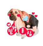 blackface dog（個別スタンプ：10）