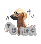 blackface dog（個別スタンプ：13）