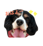 キャバリアの毎日（個別スタンプ：1）