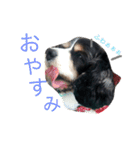 キャバリアの毎日（個別スタンプ：6）