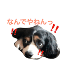 キャバリアの毎日（個別スタンプ：9）