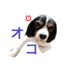 キャバリアの毎日（個別スタンプ：14）