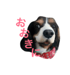 キャバリアの毎日（個別スタンプ：18）