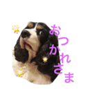 キャバリアの毎日（個別スタンプ：20）