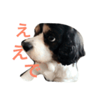 キャバリアの毎日（個別スタンプ：23）