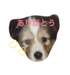 全員集合！（個別スタンプ：1）
