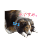 全員集合！（個別スタンプ：3）