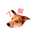 全員集合！（個別スタンプ：5）