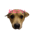 全員集合！（個別スタンプ：6）