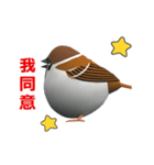 (In Chinene) CG Sparrow (1)（個別スタンプ：1）